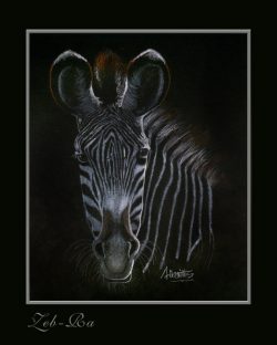 Zebra